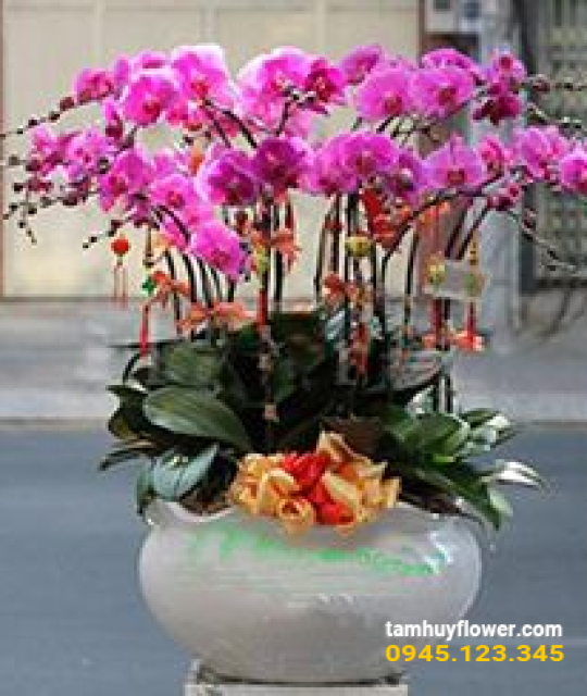 Mẫu hoa lan 1
