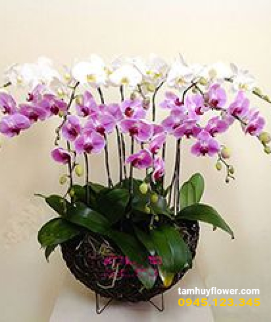 Mẫu hoa lan 10