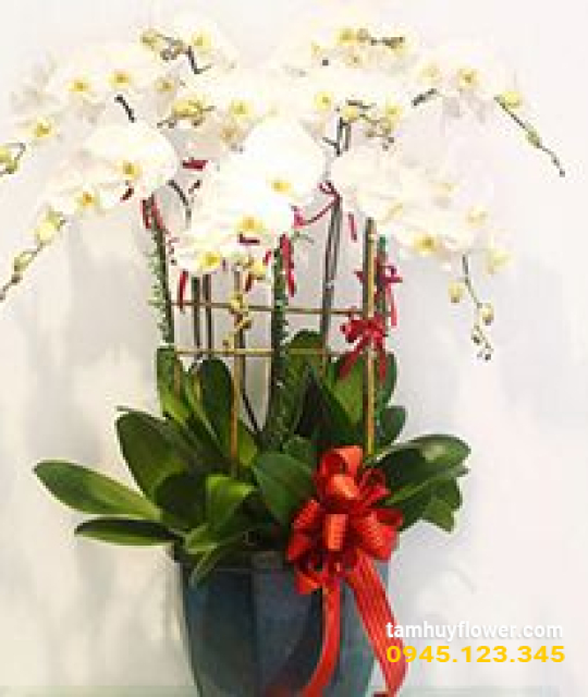 Mẫu hoa lan 7