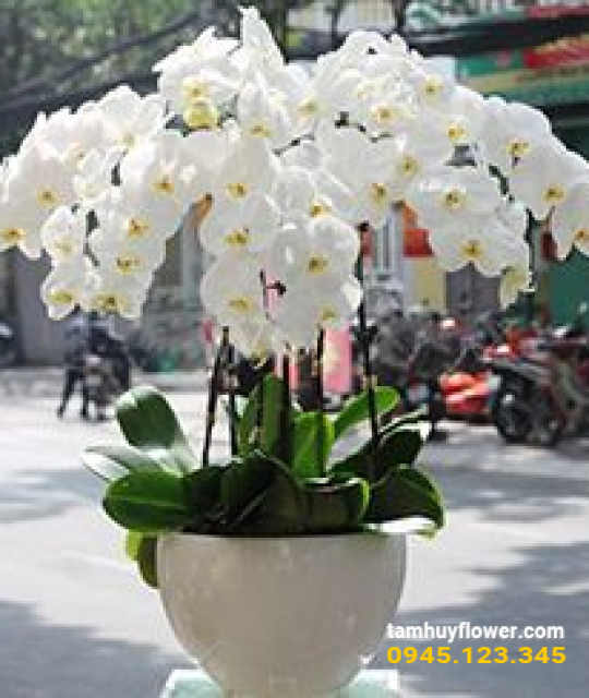 Mẫu hoa lan 9
